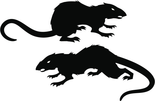Evil Rats
