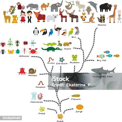 istock Evolution in biology, scheme evolution of animals isolated on white background. children's education, science. Evolution scale from unicellular organism to mammals. back to school. Vector 1048669480