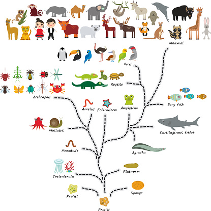 Evolution in biology, scheme evolution of animals isolated on white background. children's education, science. Evolution scale from unicellular organism to mammals. back to school. Vector