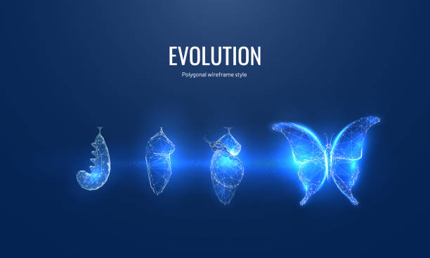 디지털 미래 스타일의 나비의 진화. 곤충 수명 주기, 애벌레에서 나비로 의 전환. 성공적인 스타트업 또는 투자 또는 비즈니스 혁신의 개념 - transformation stock illustrations