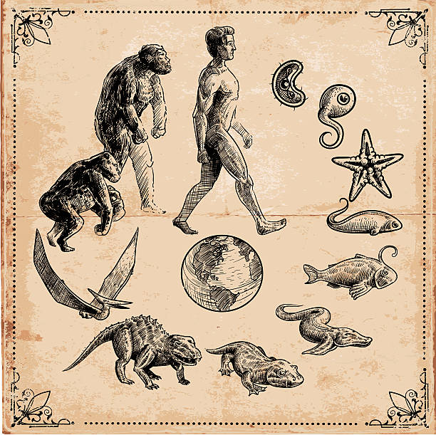 Evolution of Life Evolution of Life on Earth. dna drawings stock illustrations
