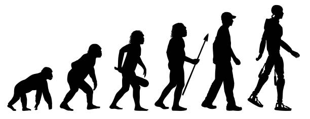 Evolution of the Robot Evolution of the robot vector illustrations. From chimp to caveman to human to robot.
Elements are grouped and layered. robot silhouettes stock illustrations
