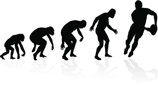 Evolution of the Rugby Player Evolution of the Rugby Player. Great illustration of depicting the evolution of a male from ape to man to Rugby Player in silhouette. rugby league stock illustrations