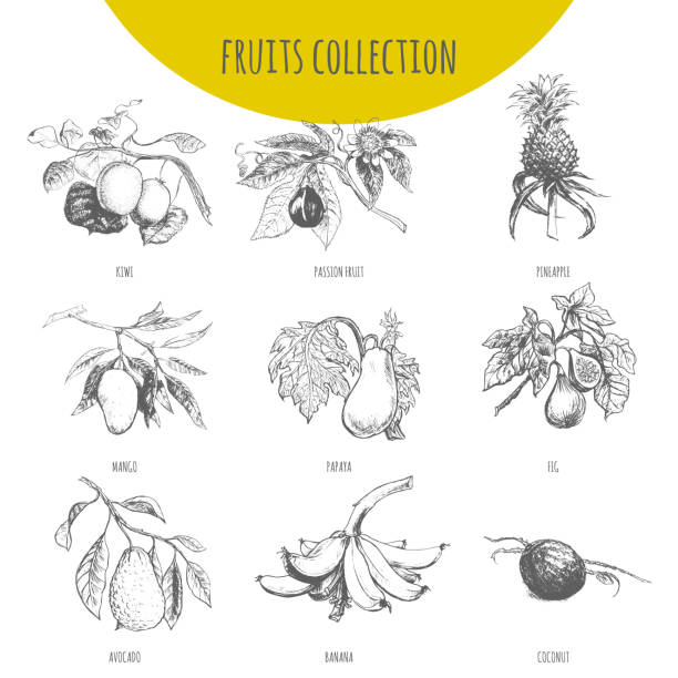 ilustrações de stock, clip art, desenhos animados e ícones de exotic fruits vector botanical illustration sketch set - granadilla