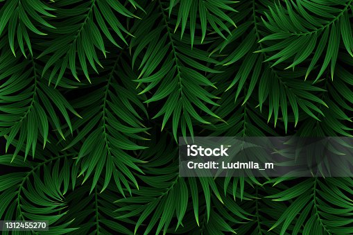 istock Exotic tropical background. 1312455270