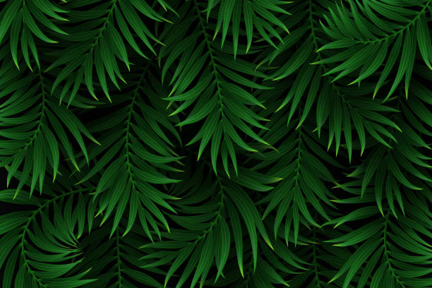 Exotic tropical background. Exotic tropical background with palm leaves. Summer jungle design. Vector illustration. rainforest stock illustrations