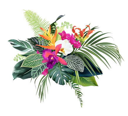 Exotic tropical flowers, orchid, strelitzia, bougainvillea, gloriosa, palm, monstera, calathea leaves