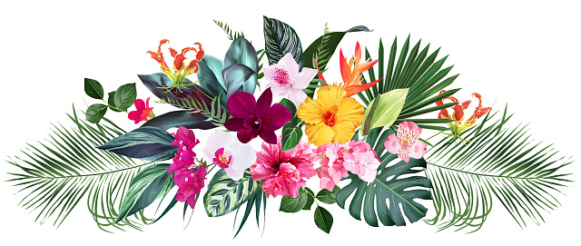 Exotic tropical flowers, orchid, strelitzia, hibiscus, bougainvillea, gloriosa, palm, monstera leaves vector design bouquet