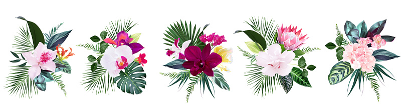 Exotic tropical flowers, orchid, white hibiscus, protea, bougainvillea, gloriosa