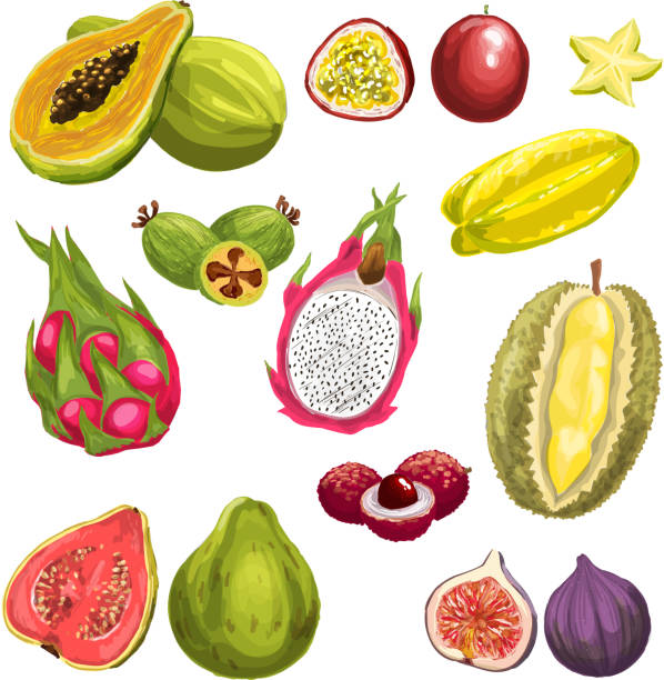 ilustrações, clipart, desenhos animados e ícones de aquarela de frutas frescas tropicais exóticas cenografia - doce de goiaba