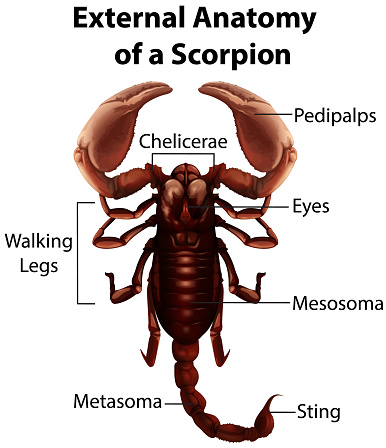 External Anatomy of a scorpion on white background