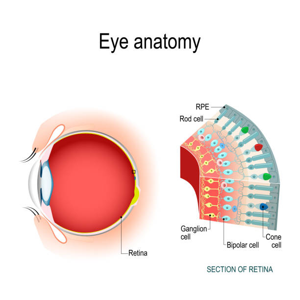 Eye anatomy. Rod cells and cone cells. Eye anatomy. Rod cells and cone cells. The arrangement of retinal cells is shown in a cross section. Vector diagram for your design, educational, biological, science and medical use receptor stock illustrations