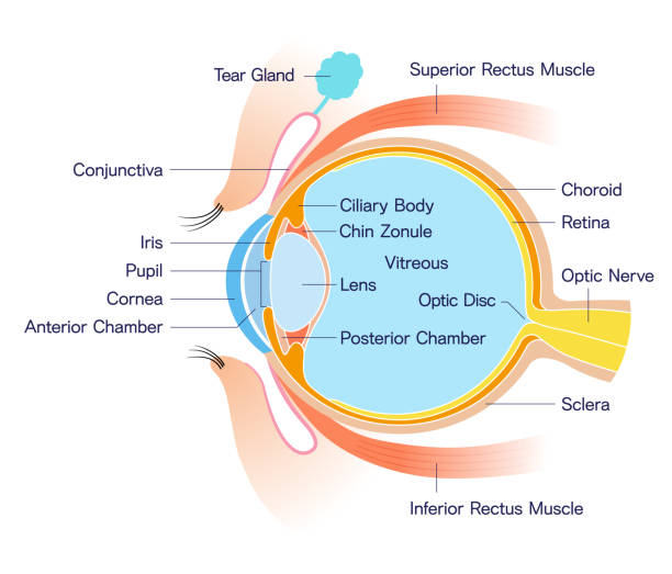 Eye Cross section Anatomy (with name) Eye Cross section Anatomy (with name) human eye stock illustrations