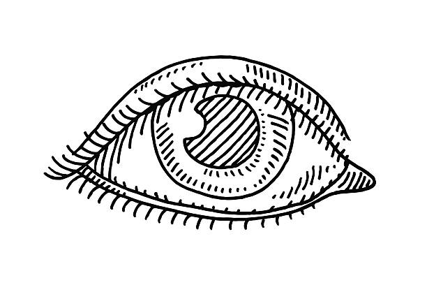 Eye Symbol Drawing Hand-drawn vector drawing of an human Eye Symbol. Black-and-White sketch on a transparent background (.eps-file). Included files are EPS (v10) and Hi-Res JPG. eye drawings stock illustrations