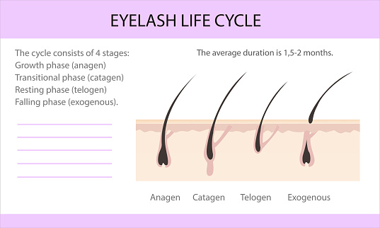 Eyelash life cycle. Eyelash Extension Guide. Infographics, vector illustration