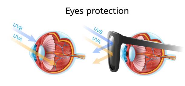Eyes Protection from Harmful Sun Rays Vector Chart Eyes Protection Vector Infographic with Human Eyeball Anatomical Structure in Cross Section View Comparing Sun Rays Impact on Naked and Protected Black Sunglasses Eye Isolated on White ultraviolet light stock illustrations
