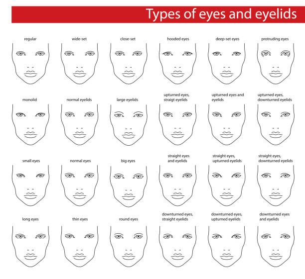 biểu đồ khuôn mặt cho mắt - how to do model makeup hình minh họa sẵn có