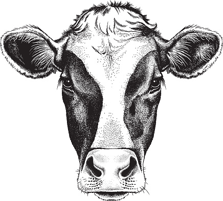 Face of a Cow