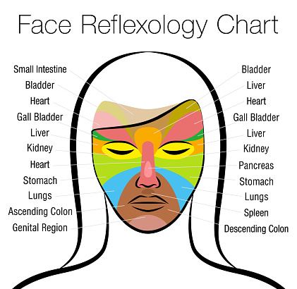Face reflexology chart. Female face with colored areas and names of corresponding internal organs. Alternative acupressure and physiotherapy health treatment. Vector on white.