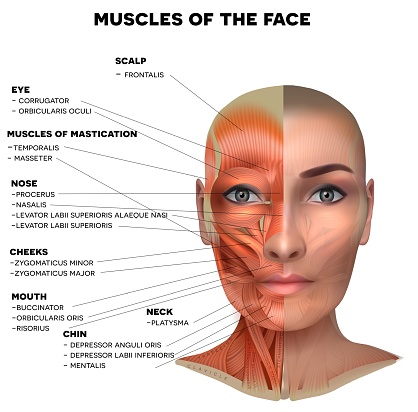 Facial muscles of the female