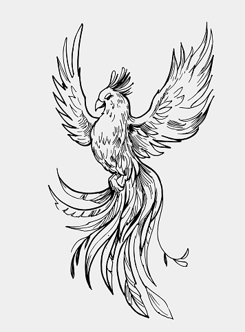 Fairy Bird Phoenix Firebird Great For Print Tattoo Sketch Fairy Bird Phoenix Firebird Great For Print Tattoo Sketch