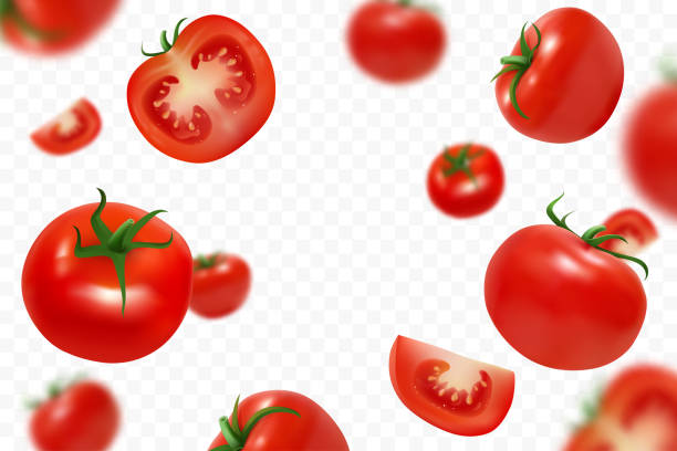 Falling fresh ripe tomatoes isolated on transparent background. Flying defocusing red tomato. Close-up juicy vegetables. Applicable for ketchup, juice advertising. Vector illustration. vector art illustration