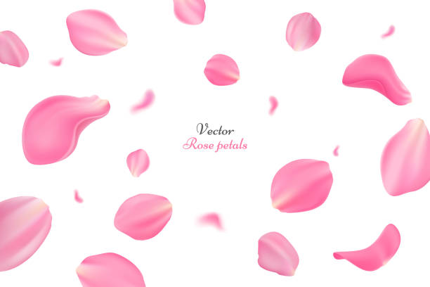 Falling pink rose petals isolated on white background. Vector illustration with beauty roses petals. Applicable for design of greeting cards on March 8, wedding and St. Valentine's Day. Eps 10 Falling pink rose petals isolated on white background. Vector illustration with beauty roses petals. Applicable for design of greeting cards on March 8, wedding and St. Valentine's Day. Eps 10 rose colored stock illustrations