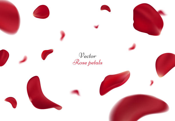 ilustrações de stock, clip art, desenhos animados e ícones de falling red rose petals isolated on white background. vector illustration with beauty roses petal, applicable for design of greeting cards on march 8 and st. valentine's day. eps 10 - pétala