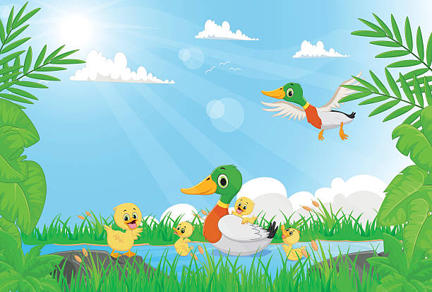 family of ducks swimming in the river vector illustration of family of ducks swimming in the river duck pond stock illustrations