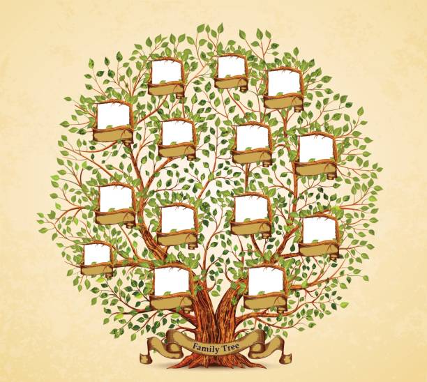 ilustraciones, imágenes clip art, dibujos animados e iconos de stock de árbol de la familia plantilla de ilustración de vectores vintage - family tree