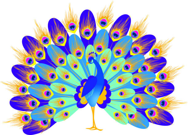 fantastic peacock  peacock stock illustrations