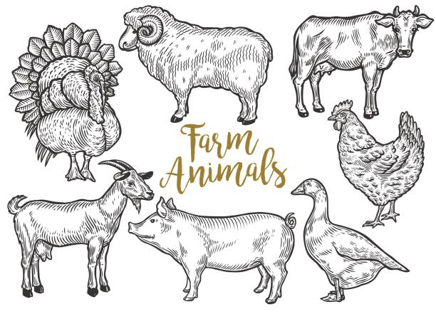 Farm animal set. Fresh organic meat. Cow, goat, pig, turkey, hen, sheep, goose, duck. Hand drawn sketch. Vintage vector engraving illustration for poster, web. Isolated on black background Farm animal set. Fresh organic meat. Cow, goat, pig, turkey, hen, sheep, goose, duck. Hand drawn sketch. Vintage vector engraving illustration for poster, web. Isolated on white background pig drawings stock illustrations