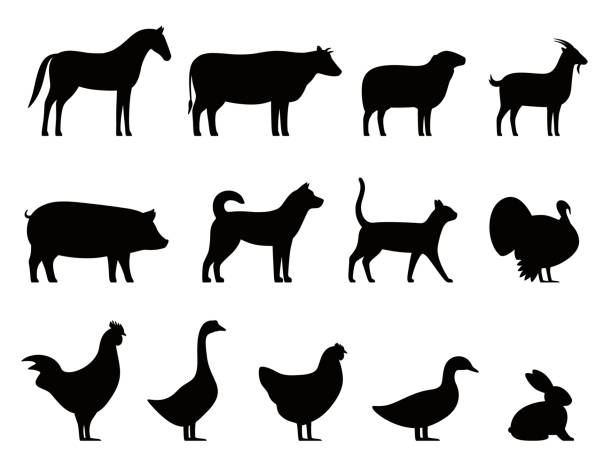 stockillustraties, clipart, cartoons en iconen met boerderij dieren zwarte iconen set, vee, vectorillustratie - gedomesticeerde dieren