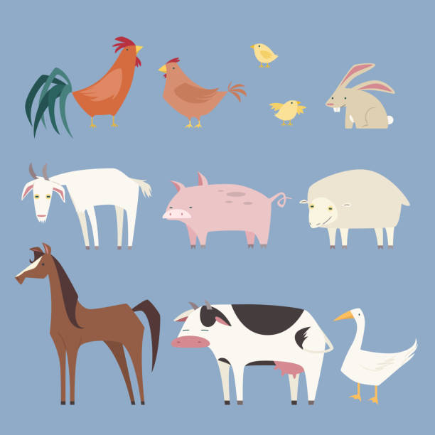 Stylized Farm animals collection, with nine different farm animals like: rooster, hen, chicken, rabbit, pig, sheep, horse, cow and duck vector illustration. 