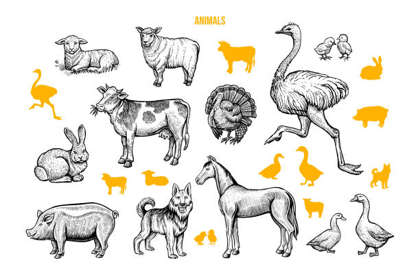 Farm animals hand drawn vector illustrations set Domestic animals hand drawn illustrations set. Poultry and cattle engraved drawings and silhouettes isolated on white background. Rural wildlife, farming symbols. Ostrich, cow, horse and lambs pig drawings stock illustrations