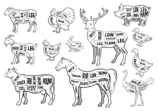 stockillustraties, clipart, cartoons en iconen met boerderij dieren pictogrammen instellen. collectie van etiketten met mooie zoals geit kip varken zwijnen duck ganzen paard koe turkije haas struisvogel herten slager winkel, steakhouse. - kip vlees