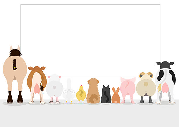 farm animals looking large blank board, rear view farm animals looking large blank board, rear view. pig clipart stock illustrations