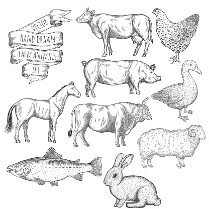 Farm animals set. Hand drawn vector illustration.