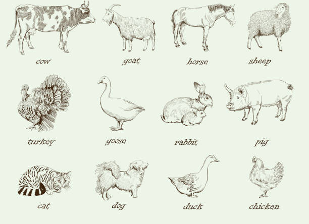 zwierzęta hodowlane - indyk drób stock illustrations