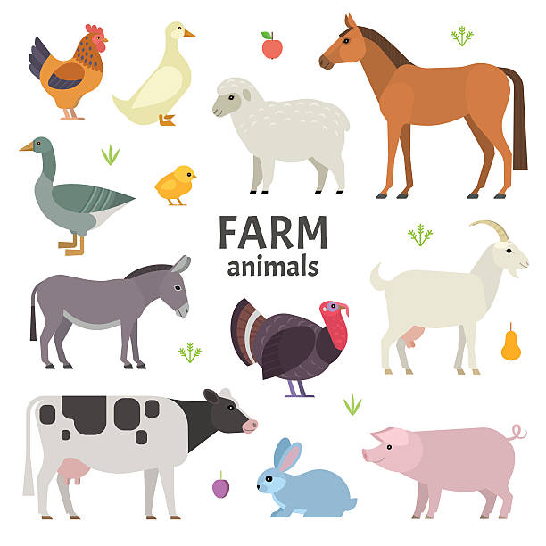 Farm animals Vector collection of farm animals and birds in trendy flat style, including horse, cow, donkey, sheep, goat, pig, rabbit, duck, goose, turkey and chicken, isolated on white. rabbit animal stock illustrations
