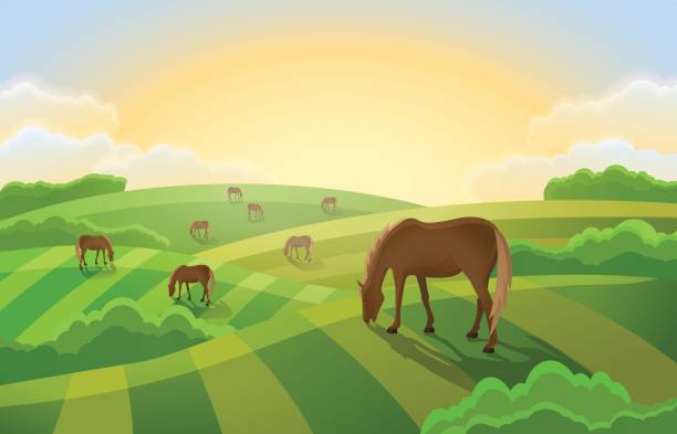 bildbanksillustrationer, clip art samt tecknat material och ikoner med odla gröna fält. lantligt landskap med betande hästar. - häst jordbruk