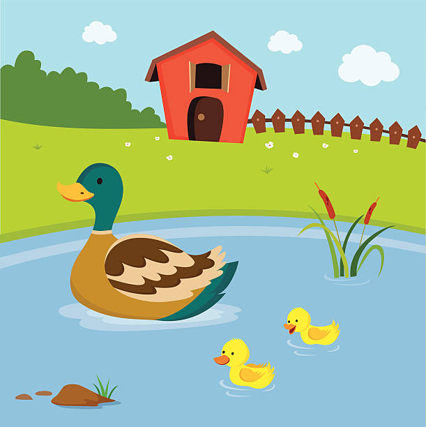 Farm. Mother duck and the ducklings swimming in the pond. Mother duck and little ducklings swimming in the pond. Farm house. duck pond stock illustrations