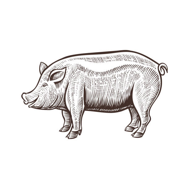 Farm pig animal sketch, isolated pork on the white background. Vintage style Farm pig animal sketch, isolated pork on the white background. Vintage style. Vector illustration. pig drawings stock illustrations