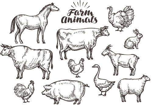 Farm, vector sketch. Collection animals such as horse, cow, bull