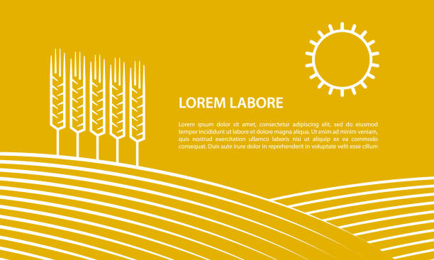ilustrações de stock, clip art, desenhos animados e ícones de farmer field and ears of wheat. linear illustration for banner on a yellow background. - cereal field
