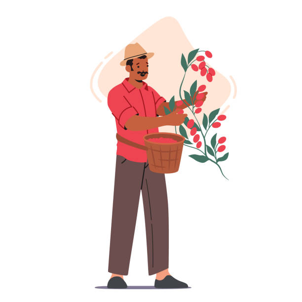 stockillustraties, clipart, cartoons en iconen met farmer work on coffee plantation, isolated african or latin male character picking harvesting ripe berries from branch - coffee illustration plukken