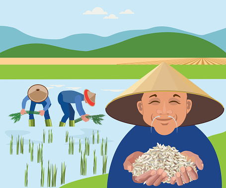 Farmers harvest rice in paddy field