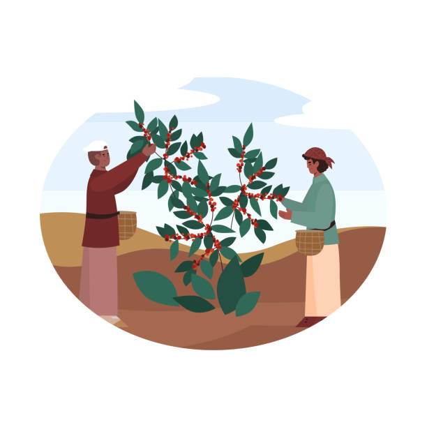 stockillustraties, clipart, cartoons en iconen met landbouwers die koffiebonen van geïsoleerde struik vlakke vectorillustratie oogsten. - coffee illustration plukken
