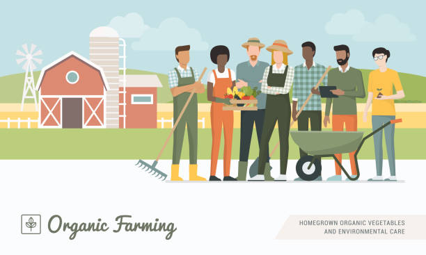 Farmers team working together Young farmers team working together and growing organic vegetables, healthy food production concept producer stock illustrations