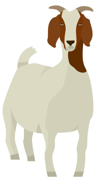 Boer Goat Illustrations, Royalty-Free Vector Graphics & Clip Art - iStock